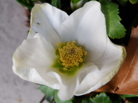 Christrose Helleborus niger