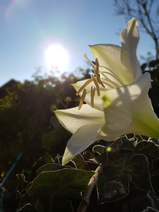 Amaryllis028.jpg