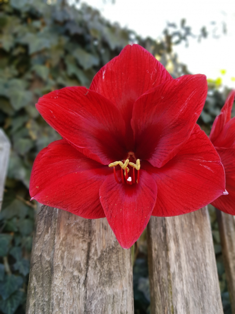 Amaryllis rot