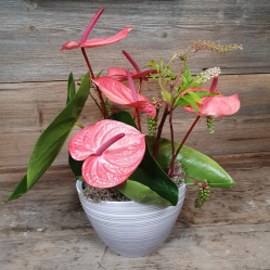 Exklusives Anthurium Blumengesteck (ausgeliefert am 23. August 2021)