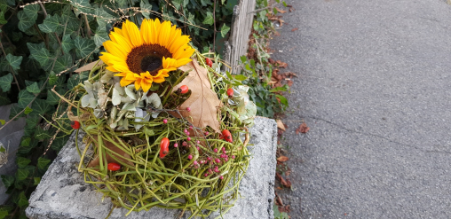 Bohnenranke-Sonnenblume-in-Kugel.jpg