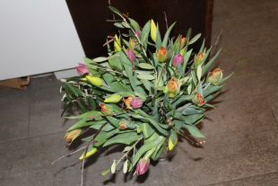 Gemischter Tulpenstrauss mit Grün