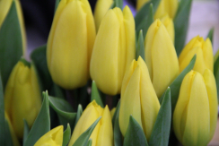 Strong gold Tulpe (Einfache Tulpen Blüte)