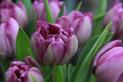 Gefüllte violette Tulpenblüte