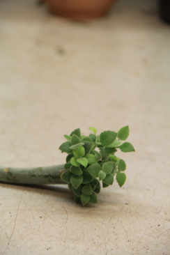 Kalanchoe beharensis Pflanze hat am Stielende eines abgeschnittenen Blattes neue jung Pflanzen gebildet.