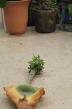 Kalanchoe beharensis Pflanze hat am Stielende eines abgeschnittenen Blattes neue jung Pflanzen gebildet. Das Blatt trocknet ein und stirbt ab.