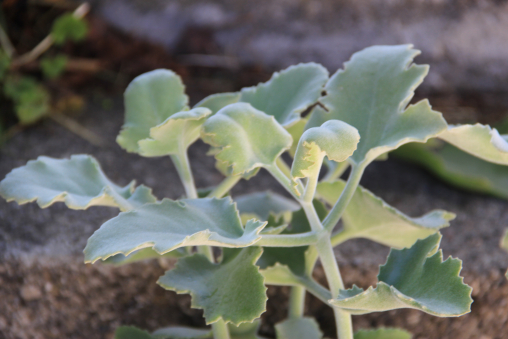 Kalanchoe beharensis