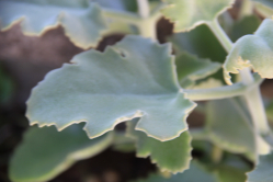 Kalanchoe beharensis