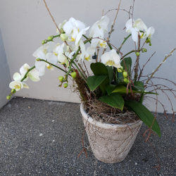 Phalaenopsis weiss (ausgeliefert am 14. März 2022 in Konolfingen)