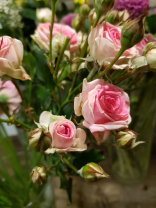 Polyantha Rose Mimi Eden. Polyantha Rosen , sind Rosen mit mehreren Blüten pro Stiel. Oftmals sind es eher kleinblumige Rosenenköpfe mit Rosenblüten in verschiedenen Stadien der Offenheit der Blüten. Die Haltbarkeit der Mimi Eden Rosen ist sehr gut, die P