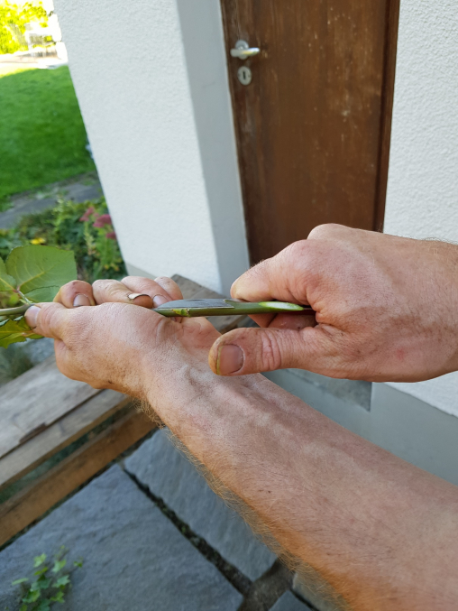 Damit du einen sauberen Anschnitt des Rosenstiels machen kannst, musst du die Rose gut halten und mit einem Scharfen Messer die Rose anschneiden. Mehr erfährst du im Tutorial.