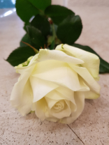 Grossköpfige Rose