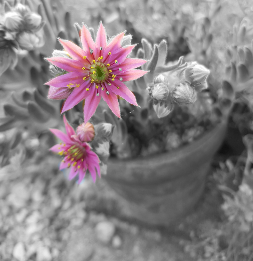 Sempervivum-Bluete-rosa-Facebook.jpg