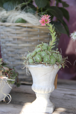 Pokal gefüllt mit Sempervivum Pflanze