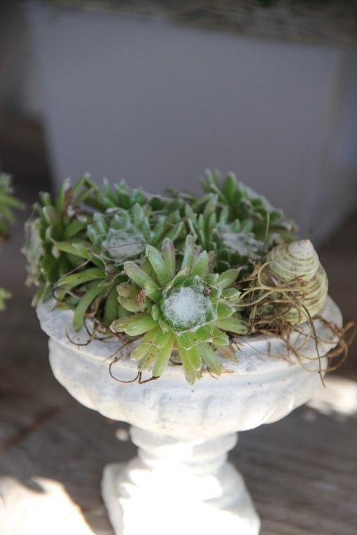 Sempervivum in Pokal 