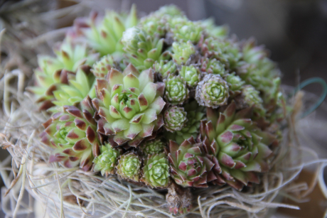 Sempervivum / Hauswurz