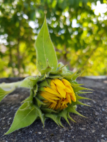 Stark geschlossene Sonnenblumen Blüte