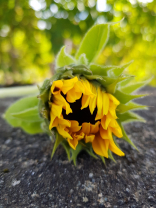 Die Sonnenblumenblüte öffnet sich langsam