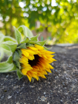 Die Sonnenblume geit langsam die braune Mitte. Dies sind die einzelnen Röhrchenblüten