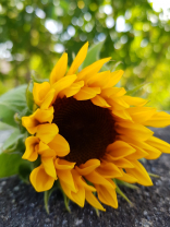 Die Sonnenblume in einem halb offenen Zustand