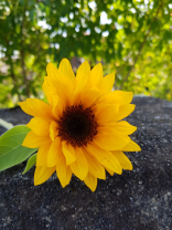 Die gelben Scheinblüten Blätter sind nun wunderschön aufgeklappt und die braunen Röhrchenblüte sind nun gut sichtbar. Aus den braunen Röhrchenblüten entstehen in der Natur dann jeweils die Sonnnenblumen Kerne. 