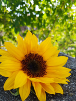 Du siehst bei den oberen gelben  Zungenblüten Blätter der Sonnenblume braune kleine streiffen. Diese sind druckstellen welche entshenen wenn nicht sorgfältig mit der Sonnenblume hantiert wurde. Zum Beispiel wenn diese Blütenblätter umgeknickt werden.