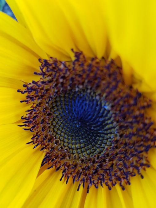 Sonnenblume-Helianthus-annuus18.jpg