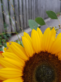 Sonnenblume-Helianthus-annuus.jpg