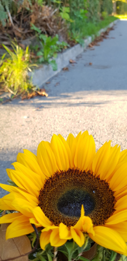 Sonnenblume-offen.jpg