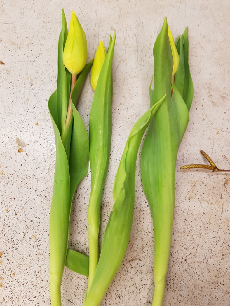 Den Stehstrauss, welchen ich dir zeige kreiere ich mit 3 Tulpen. Ich liebe die Strong Gold Tulpen. Diese Tulpen sind sehr stabil hängen nicht und öffnen die Blüten auch niht. Dadurch bleiben die Blüten wundervoll in der Form.