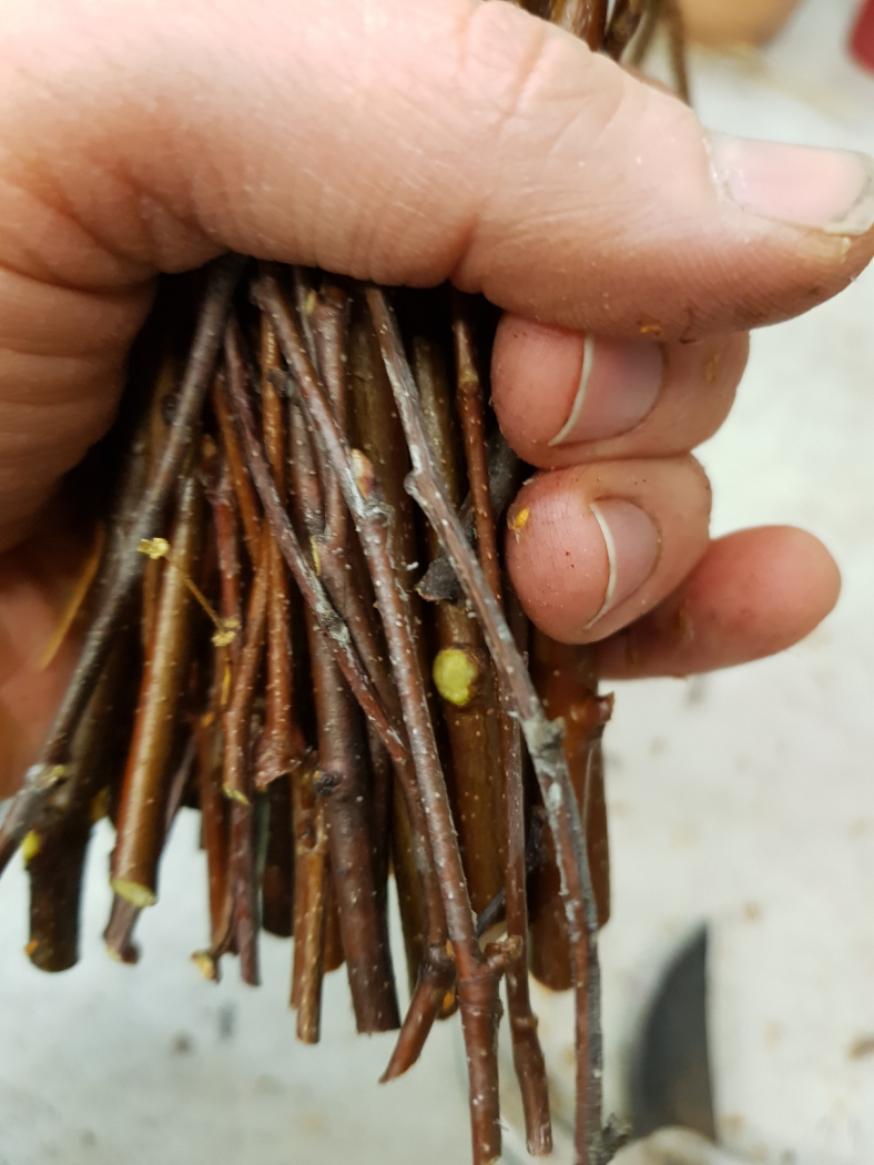 Wenn der Stehstrauss mit 3 Tulpen gefertigt wird, startest du damit, dass du die Birkenzweige schön parallel in die Hand legst und damit ein Bund entsteht. Dadurch dass du die Birkenzweige schön parallel in die Hand legst, kannst du anschliessend dei Tulp