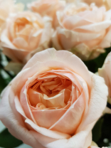 Rose Angie Romantica wunderschöne Duftrose aus Italien. Duftrosen öffnen sich immer sehr schnell und auch die Haltbarkeit ist leider oftmals auch nicht Top. Doch das wichtigste bei dieser Rose ist der Duft.