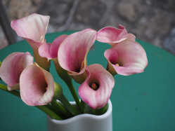 sTILVOLLE-bILDER-cALLA27.JPG